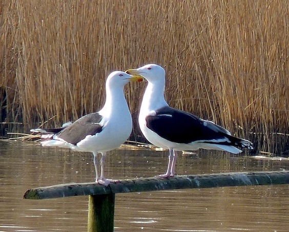 great black-backed gull